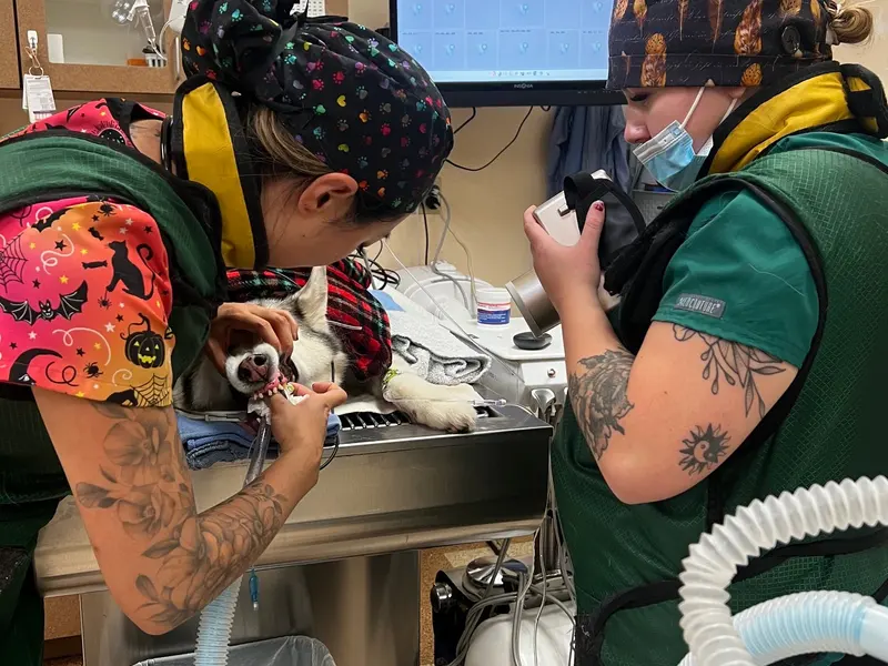 A dental procedure underway in the dental suite.