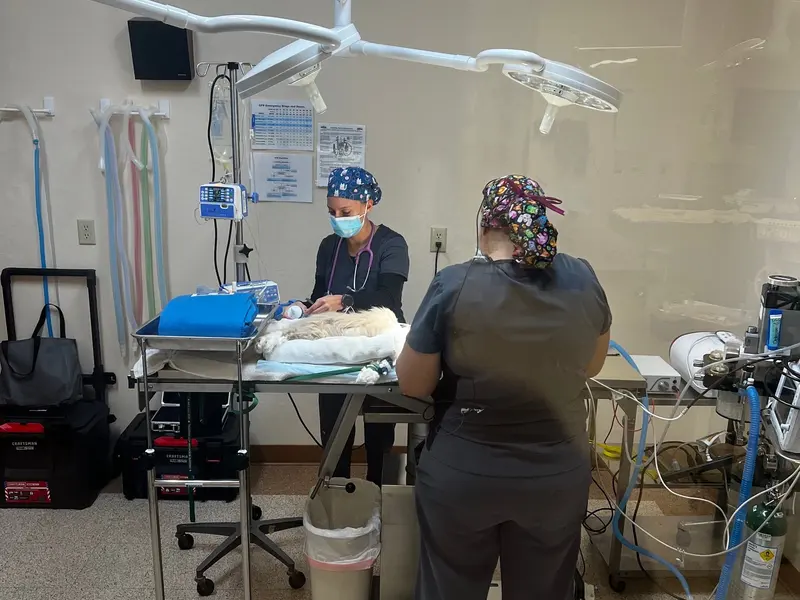 The visiting surgical specialist during a TPLO procedure.