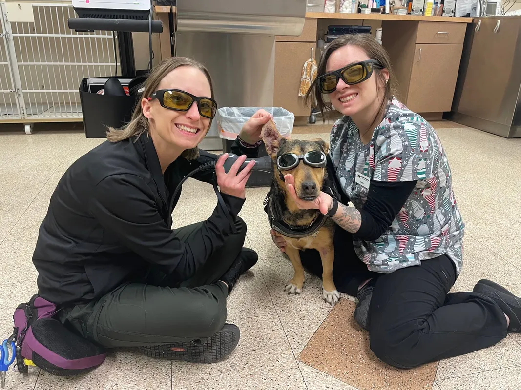 Two team members having fun with a French bulldog patient.