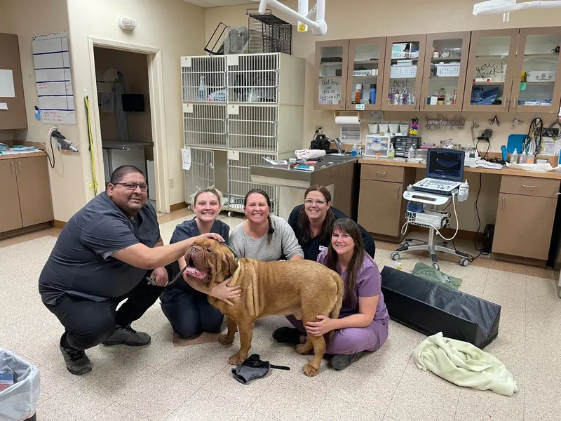 The team working together during a mastiff exam.