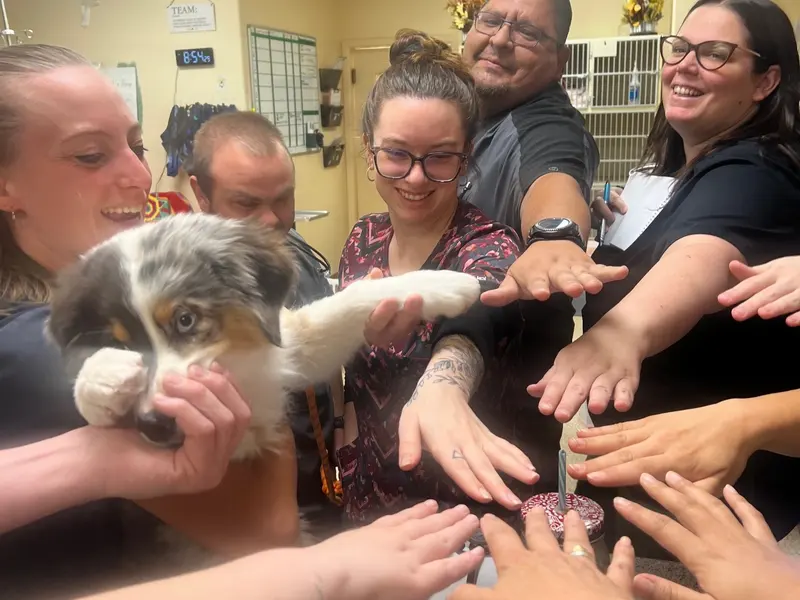 The team huddled around a new puppy, every hand in.