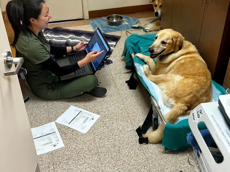 A technician working with a golden retriever.