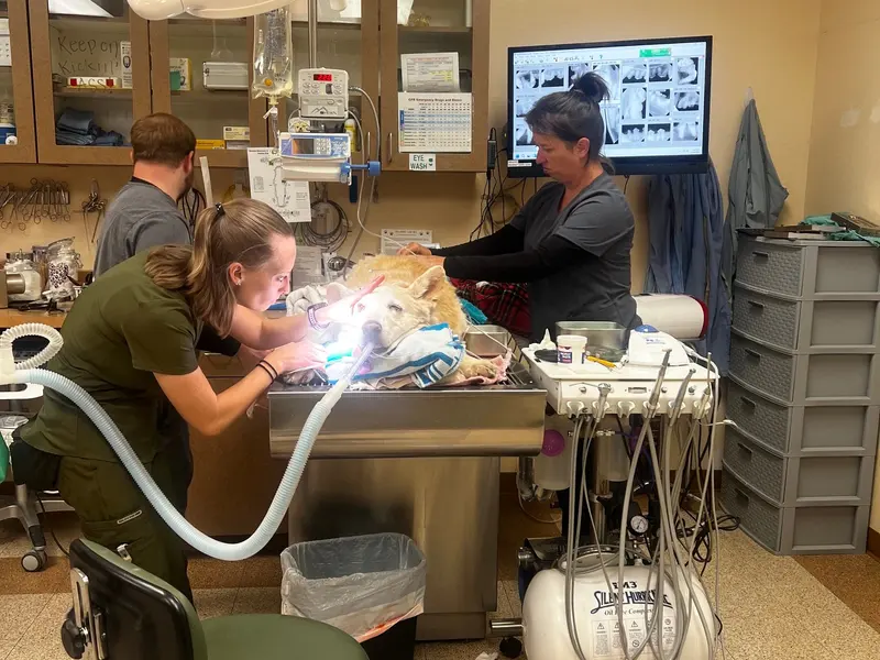 A dental cleaning underway in the dental suite.