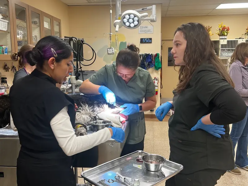 Team members removing porcupine quills from a patient.