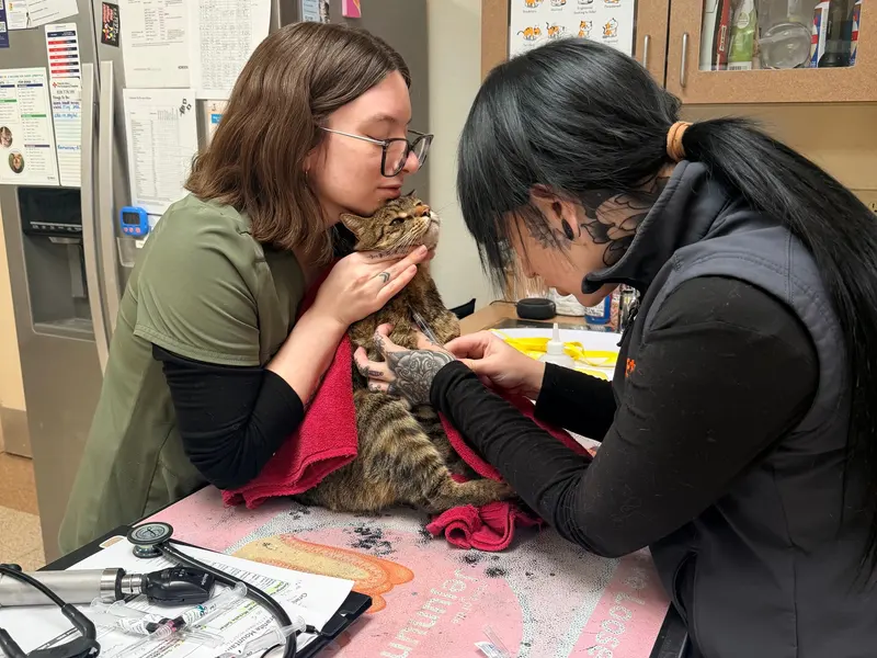 Technicians examining a cat patient.