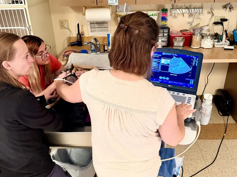 An ultrasound session in progress.