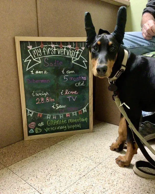 We’re all head over heels in love with this little lady! Sadie is the sweetest puppy and she’s SUCH a good ...