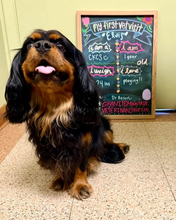 Elvis lives up to his name - he’s all charisma and charm and he makes everyone who meets him swoon a little...