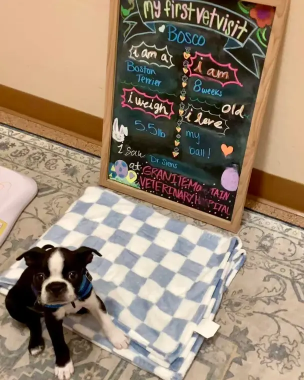 Happy Friday from us and the world’s sweetest little Boston puppy! We think he has the most kissable nose e...