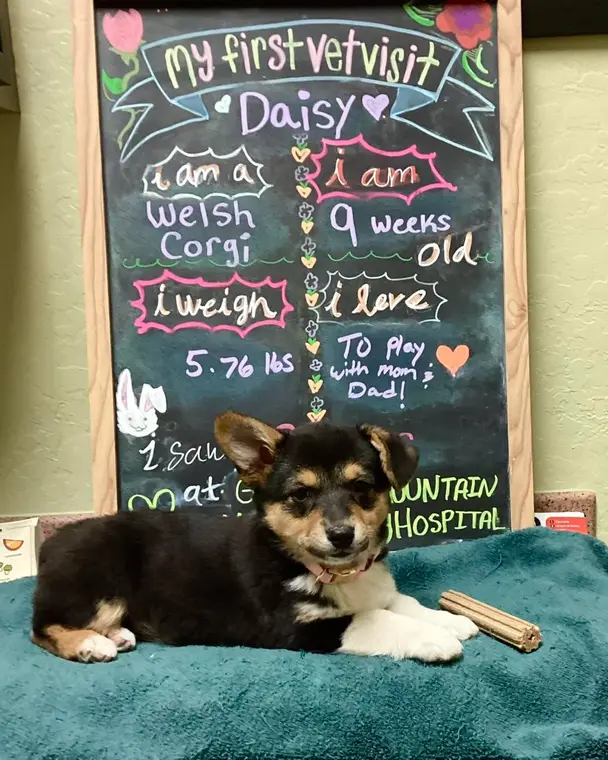 How does one little Corgi develop THIS much cuteness? We’re not sure, but maybe when Daisy is done with her...