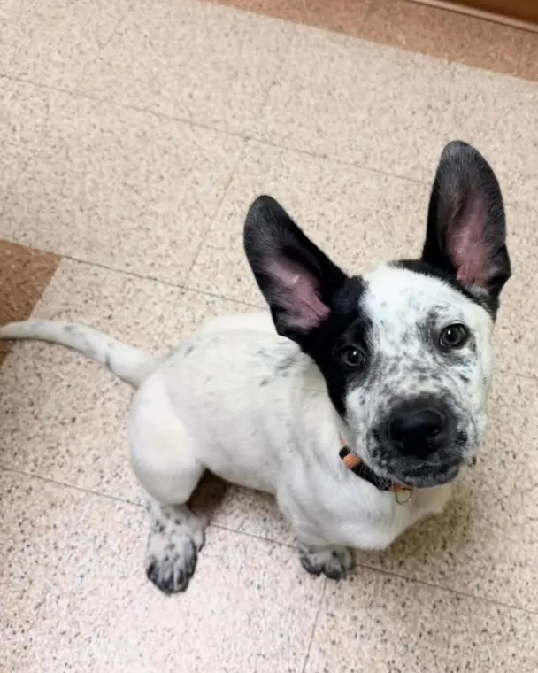 There’s no point in keeping all of this bonus cuteness hidden from the world! Here’s a roundup of some of o...