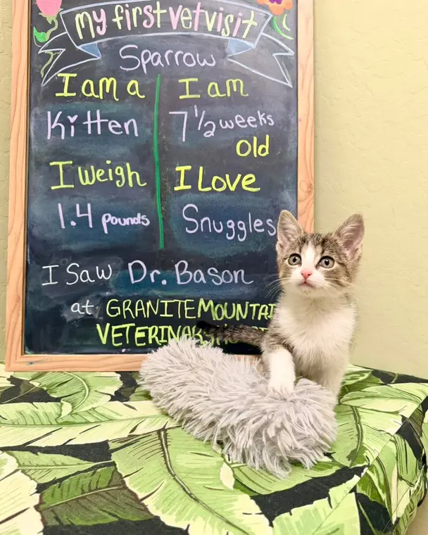 Sparrow is the most friendly, brave, adventurous little kitten! You’ll see her pop up again tomorrow in our...
