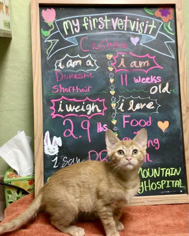 Would you believe me if I told you that Cashew has kitty siblings named Pistachio and Acorn? We love a name...