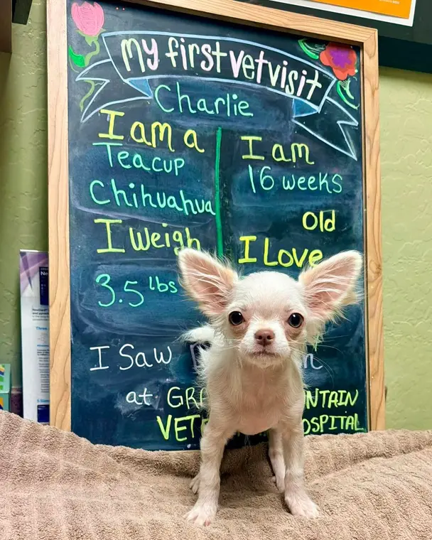It’s CHARLIE!!! Little guy, BIG personality! We’re so glad his parents chose us to help them keep Charlie h...