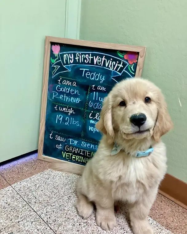Teddy was built to snuggle, and we are powerless to resist! Welcome to the GMVH family, little dude! #gmvhd...