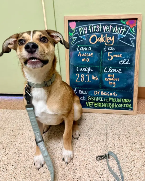 Oakley is the sweetest boy, and he’s going to be such a lovely dog. He’s polite and sweet and just LOOK at ...