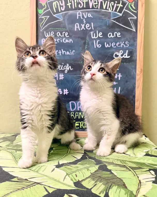 Happy Caturday! Ava and Axel are sweet little siblings who were recently adopted and they couldn’t be happi...