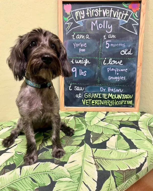 Molly is the cutest little Yorkie-Poo! She’s one of those puppies that just melts in your arms and is down ...