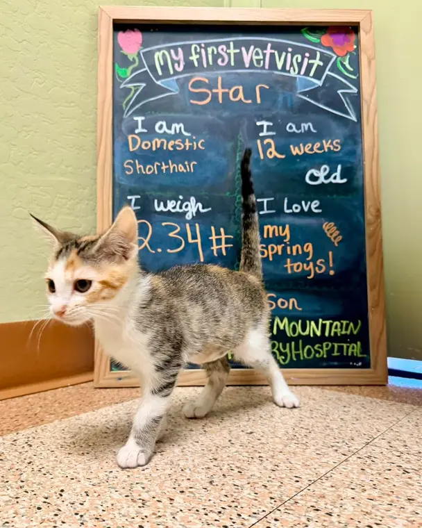 She’s a STAR!! This special little lady just found herself an amazing new home and we’re so excited to be p...