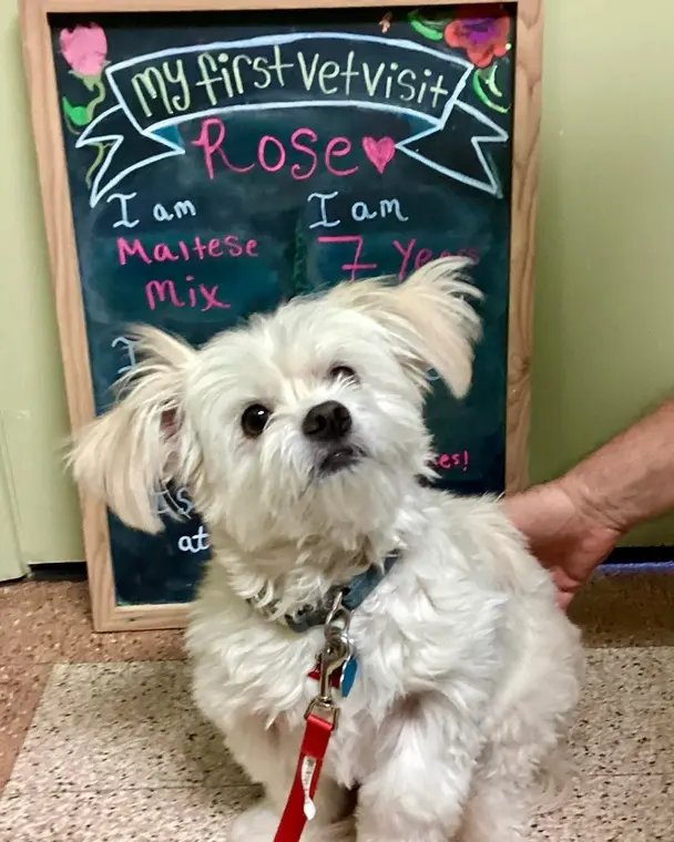 Little Rose has so much personality! She’s 7 years young and we are so excited that we get to help her and ...