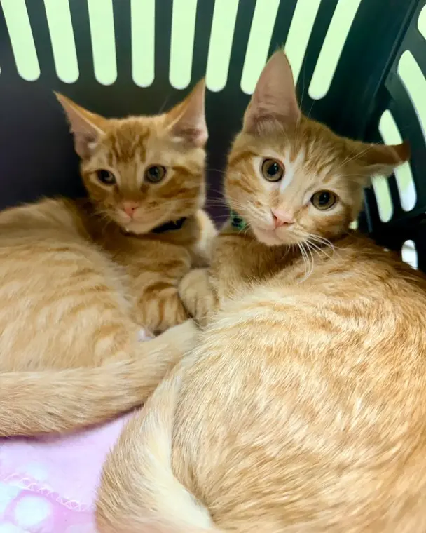 Remus and Romulus are truly the perfect duo! We are so excited to watch these brothers grow up together! Al...
