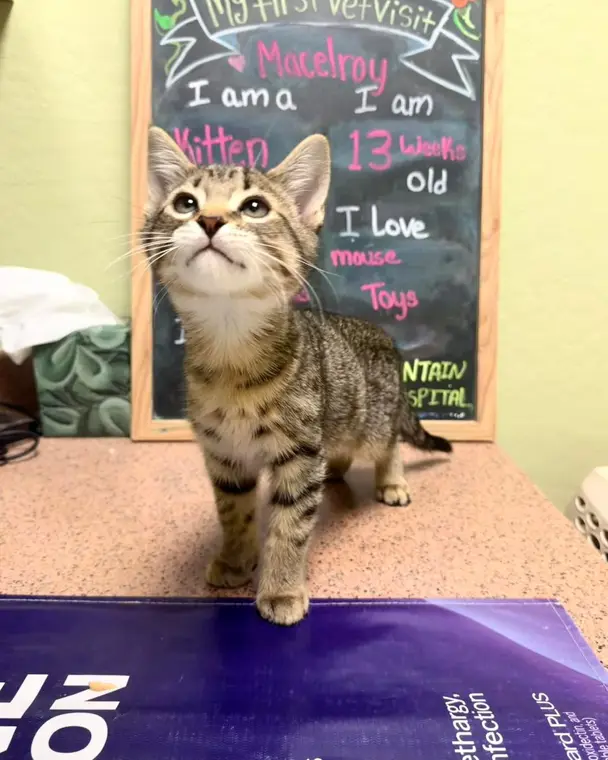 Macelroy was an 8th birthday present for the sweetest little girl! He’s obviously going to be the most love...
