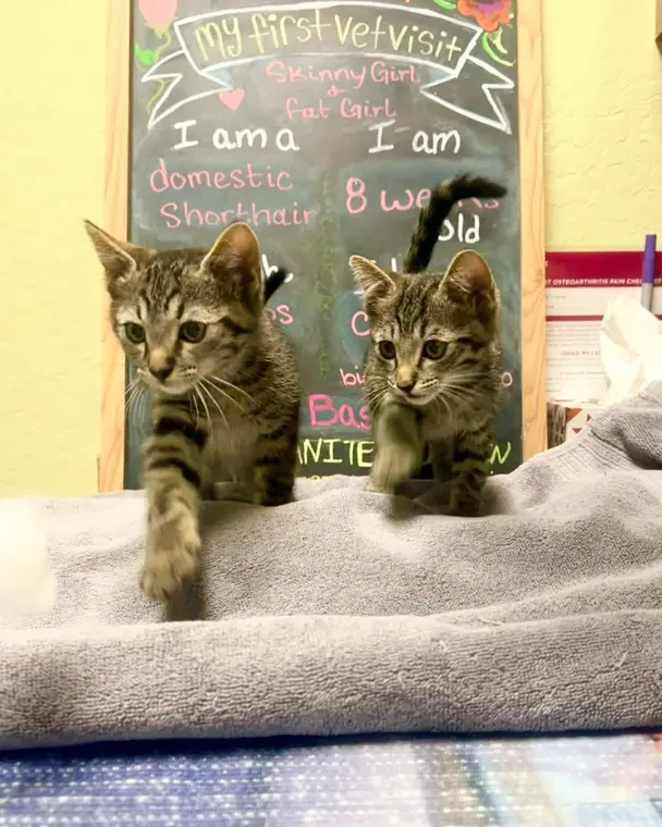 TWINSIES! These sweet girlies were so much fun! We can’t wait to see them get to grow up together. 💕💕 Wel...