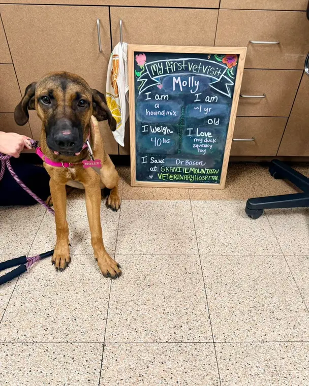 This beautiful girl just found herself an amazing new home and we’re so excited for her! Molly’s new mommy ...