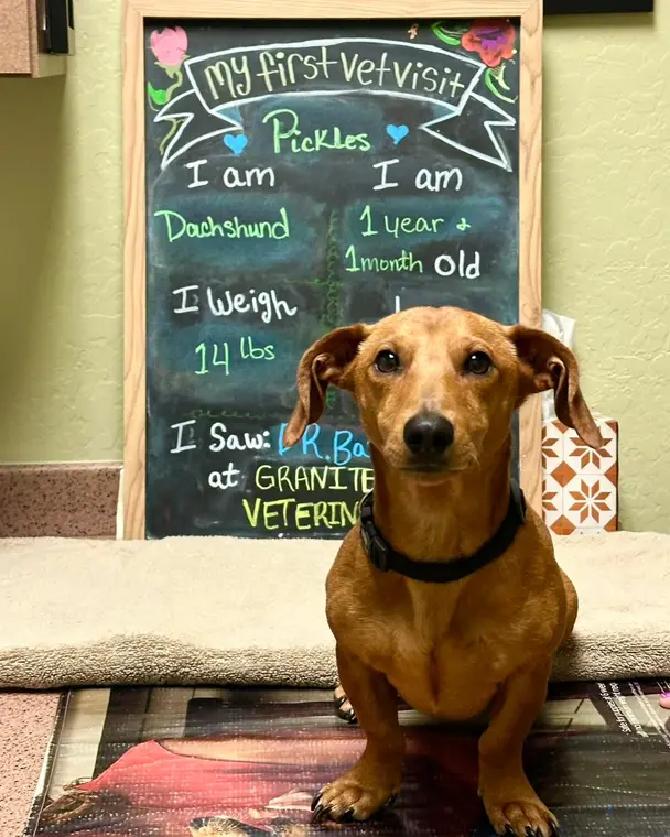 Handsome Pickles is a very serious man. Sure he’s the longest dog, and he has a silly name, but he’s here t...