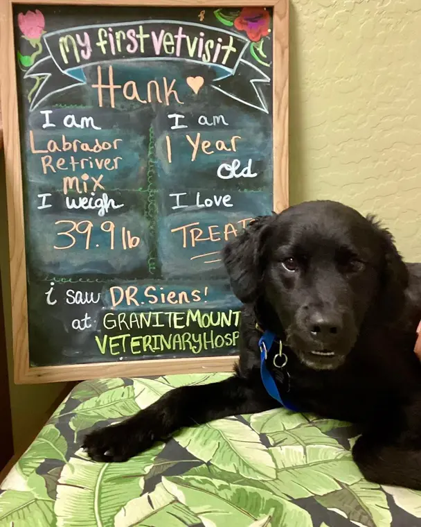 Hank is such a sweet boy! He’s already a year old but is one of those guys who will probably always look li...