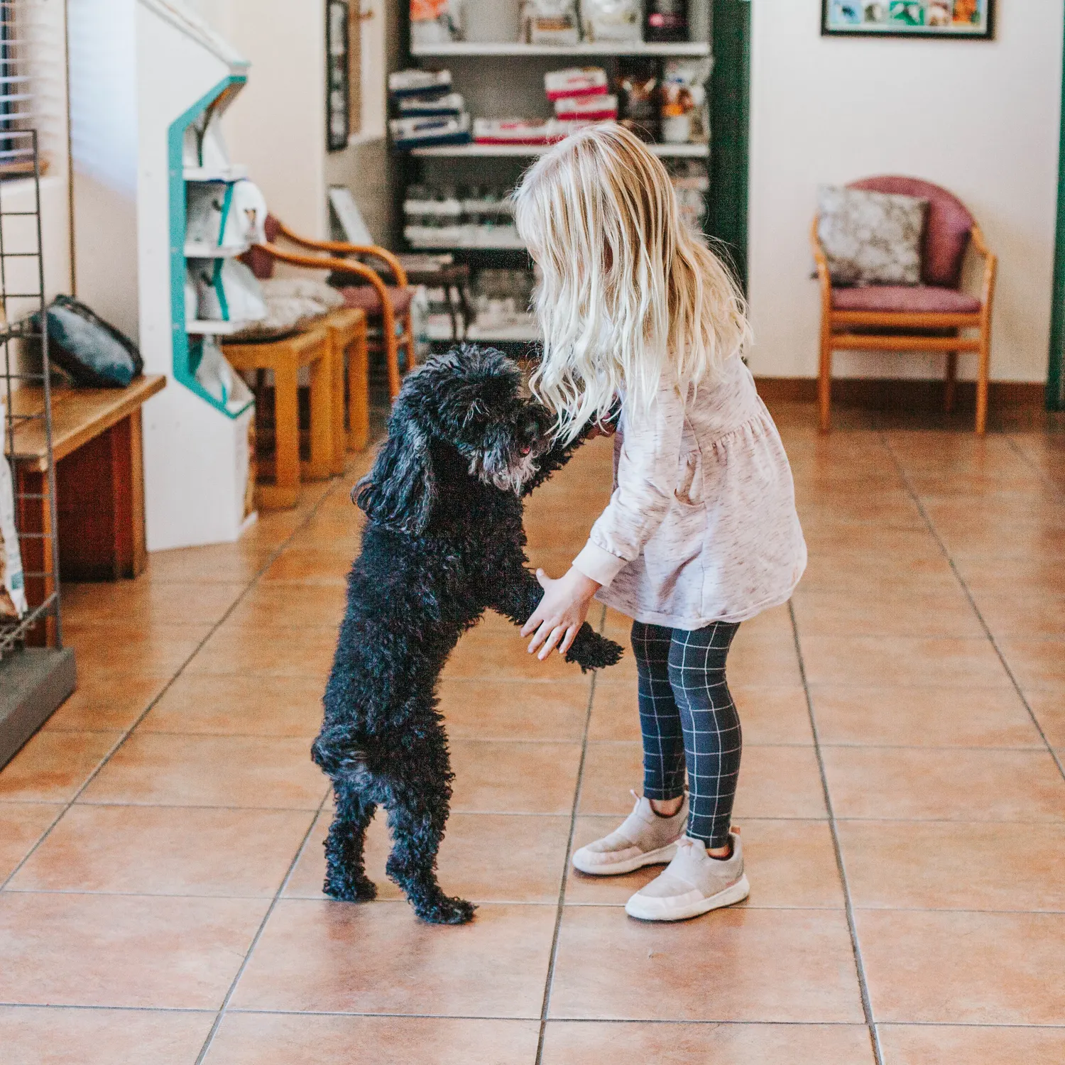 A young girl plays with a small black poodle in the front lobby of Granite Mountain Veterinary Hospital.