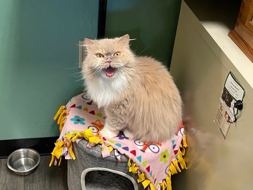 Cuddles, the hospital Persian cat, mid-meow on her fleece blanket.