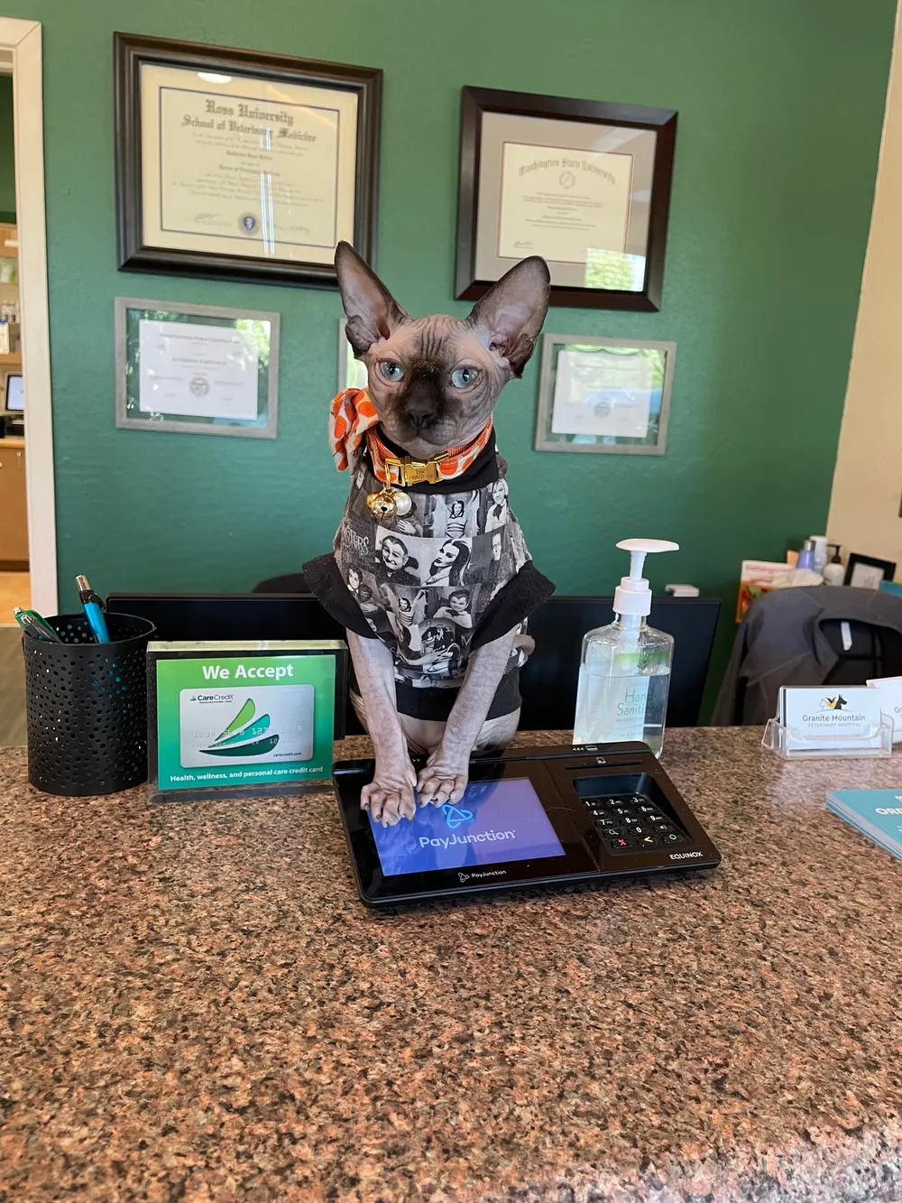 Dr. Phil, the hospital sphynx cat, standing at the front desk with his paws on the payment terminal.