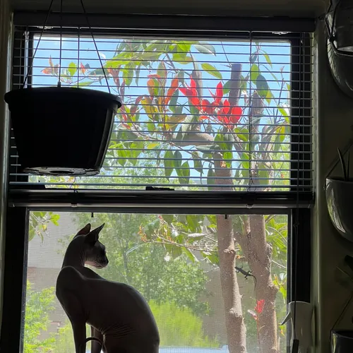 Dr. Phil silhouetted in a sunny window, watching the garden.