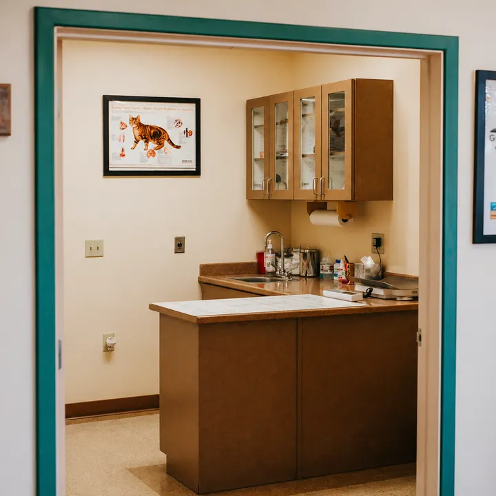 An exam room at Granite Mountain Veterinary Hospital, with a feline anatomy chart on the wall.