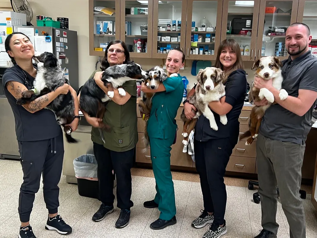 Team members cradling a litter of puppies at the hospital.