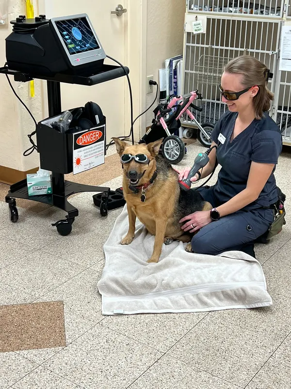 A team member guiding a dog through a rehabilitation exercise.