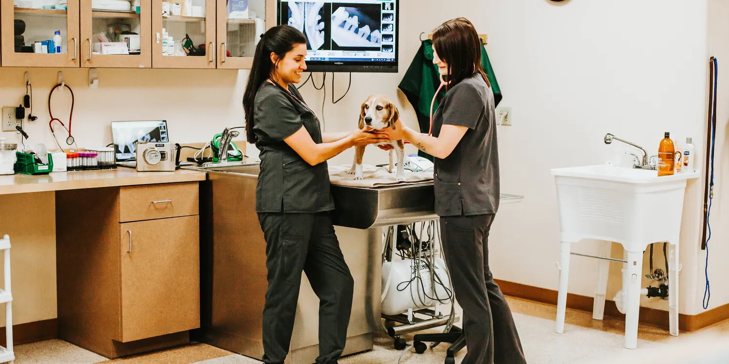 Two veterinary technicians examining a beagle on the treatment table, with dental X-rays displayed on the monitor behind them.
